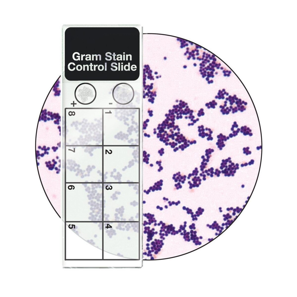 Gram Control Slides